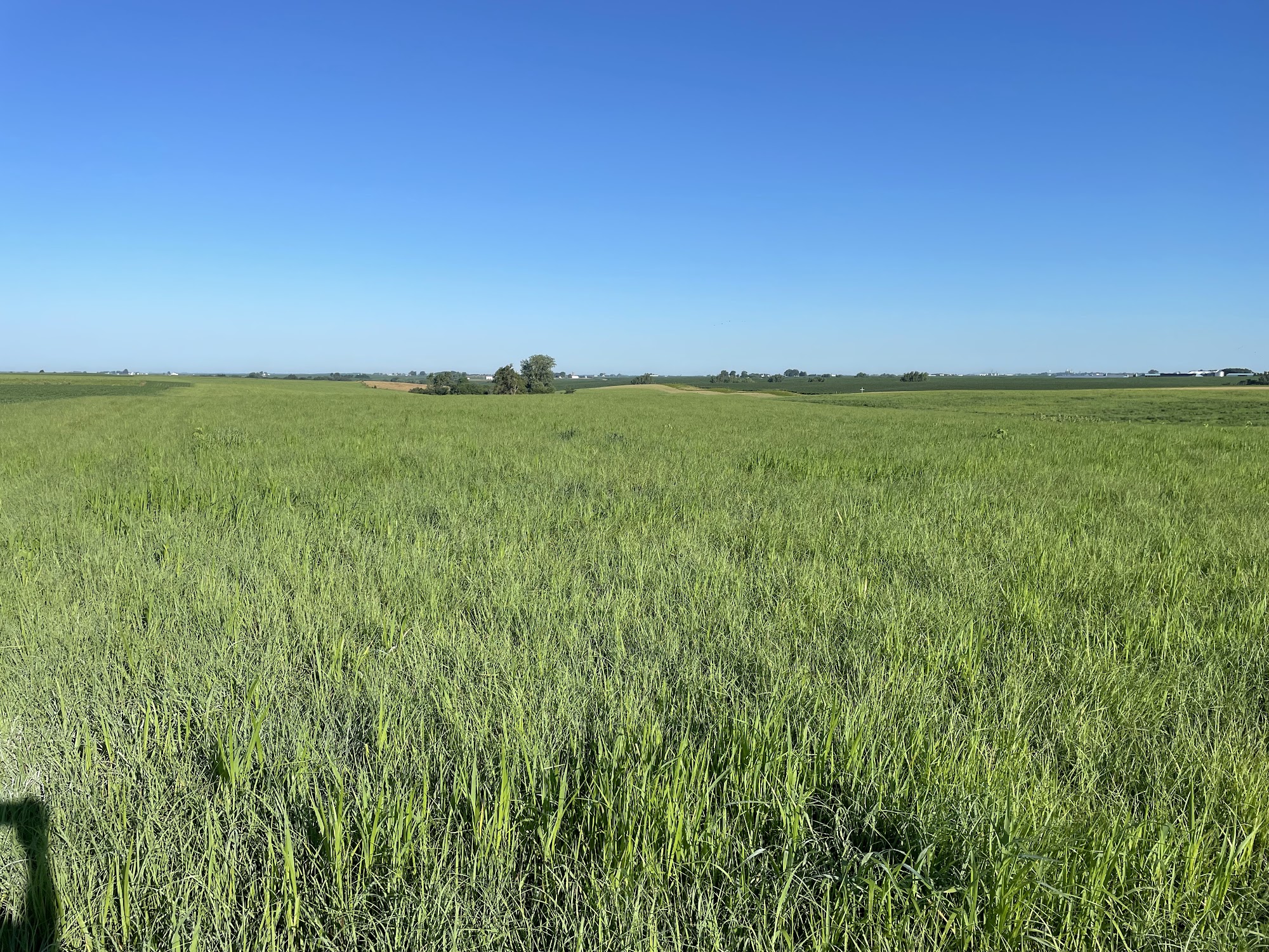 Big Bluestem