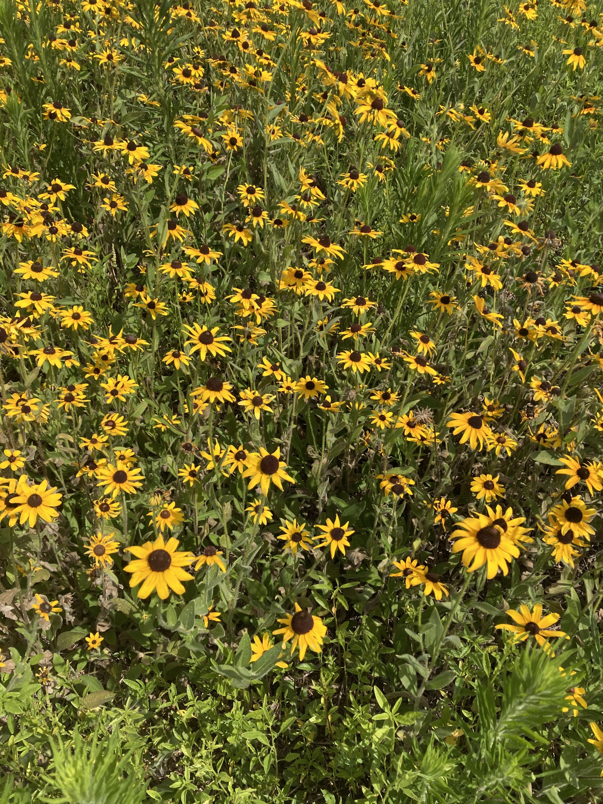 Black-eyed Susan