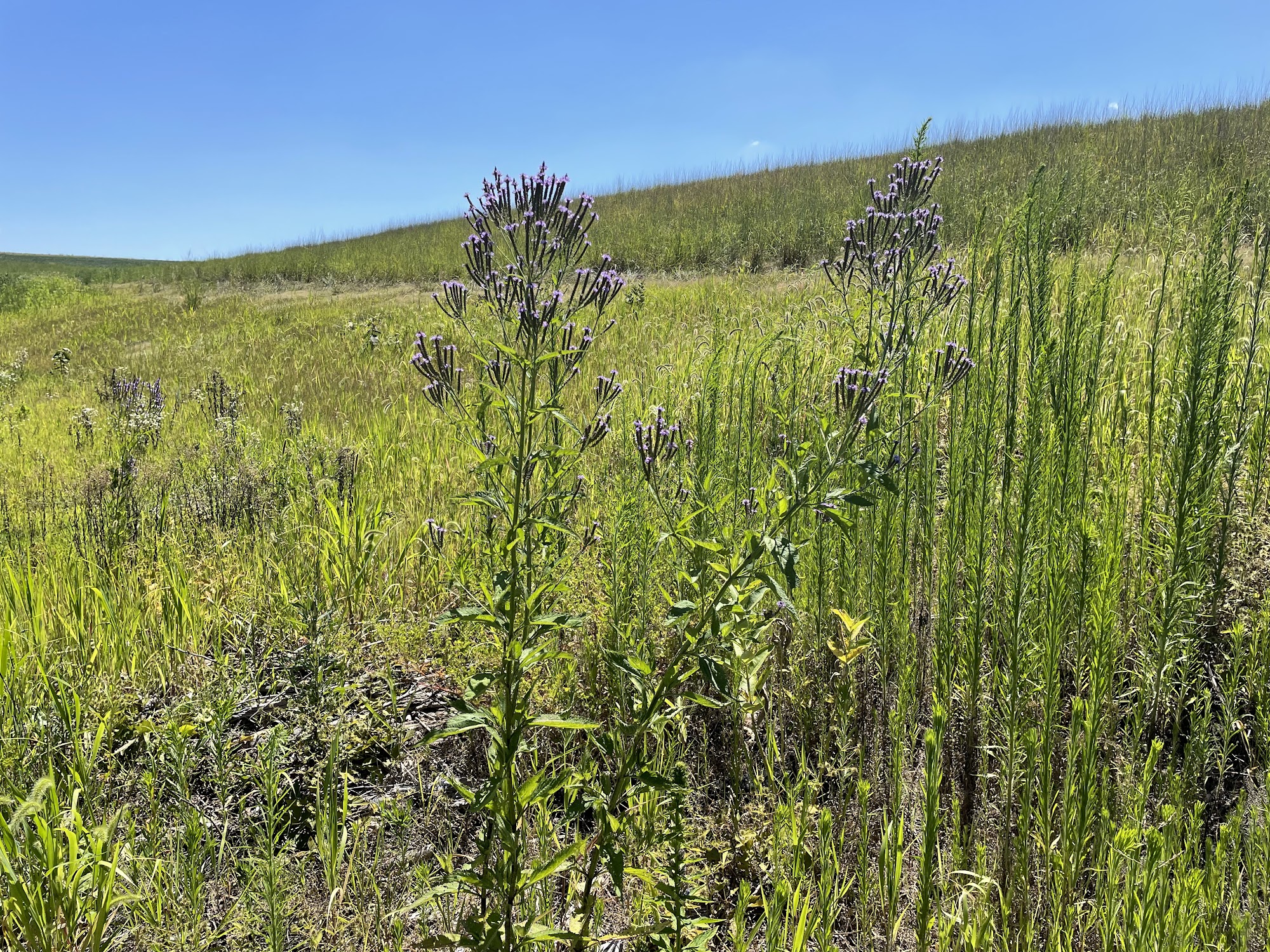 Blue Vervain